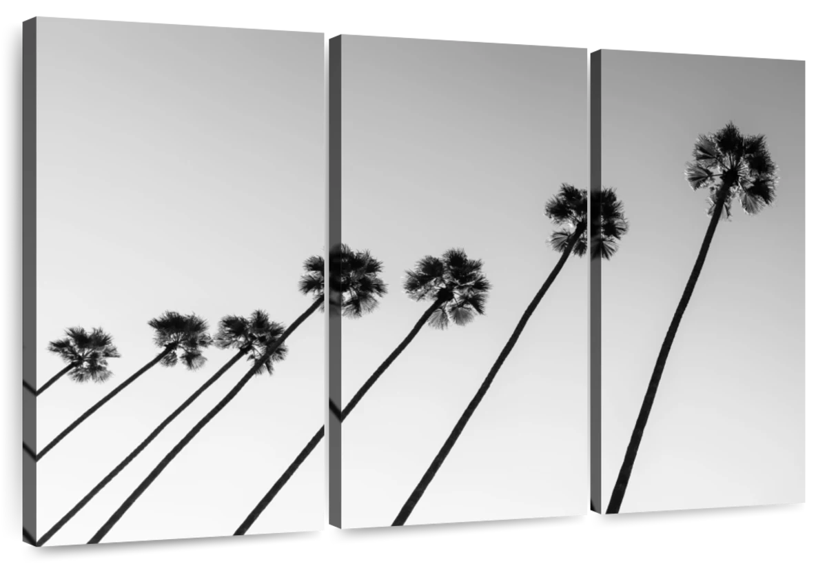 tumblr photography palm trees