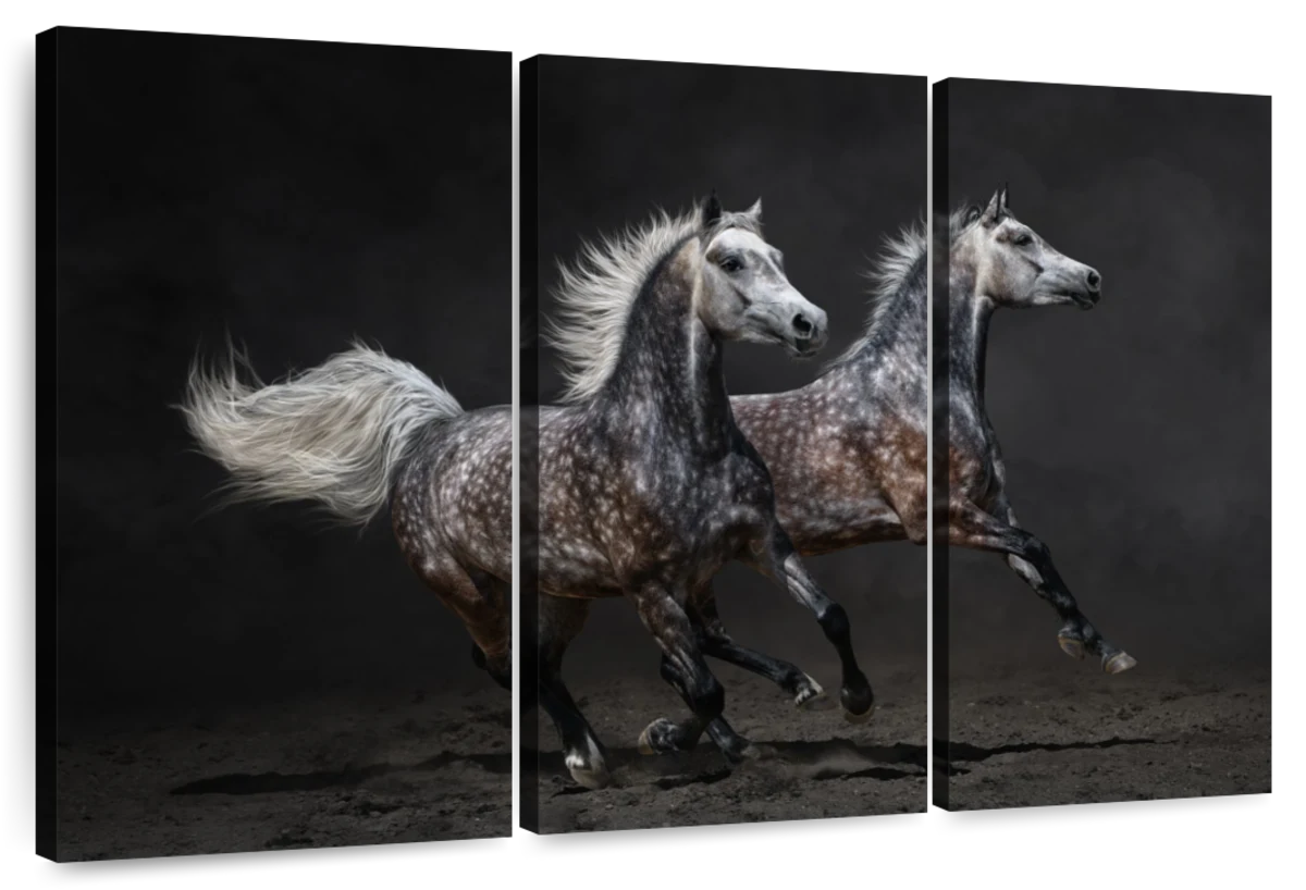 Spotted Arabian Horses Wall Art | Photography