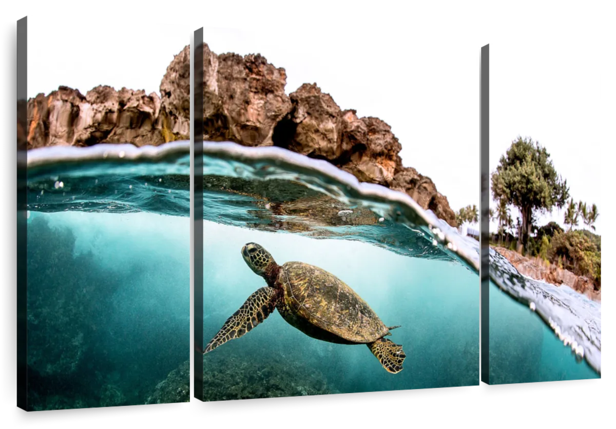 hawaiian sea turtles art