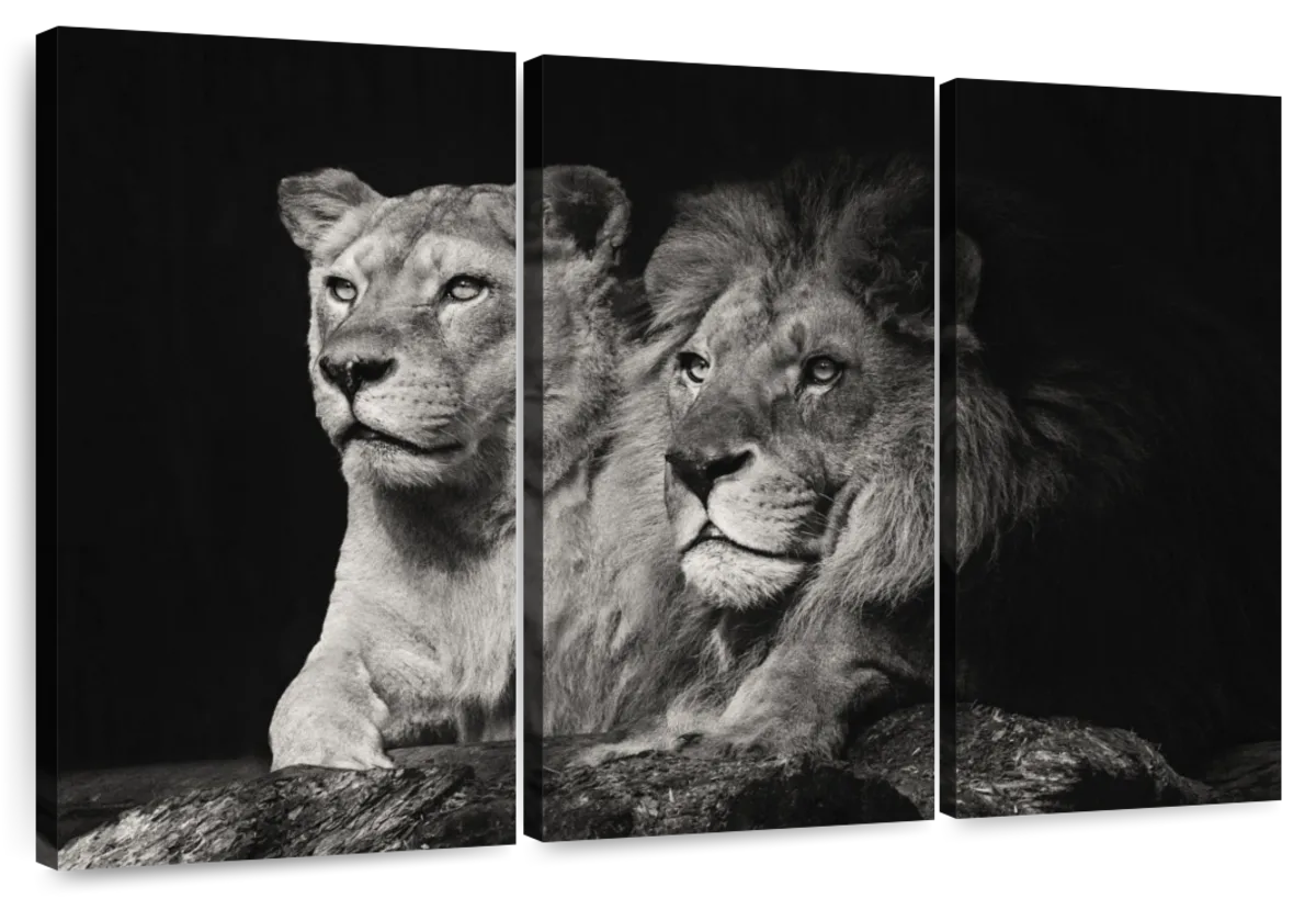 Lion Wall Art  Paintings, Drawings & Photograph Art Prints