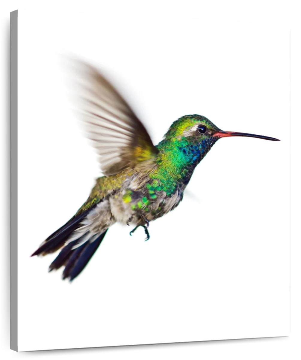 hummingbirds drawings in color