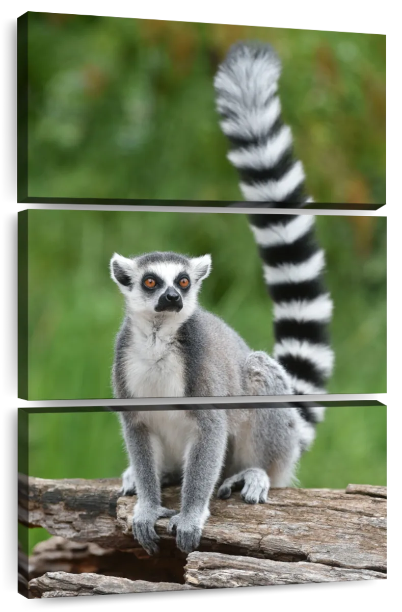 Ring-tailed lemur, Lemur catta, 7 years old, standing in front of white  background Stock Photo - Alamy
