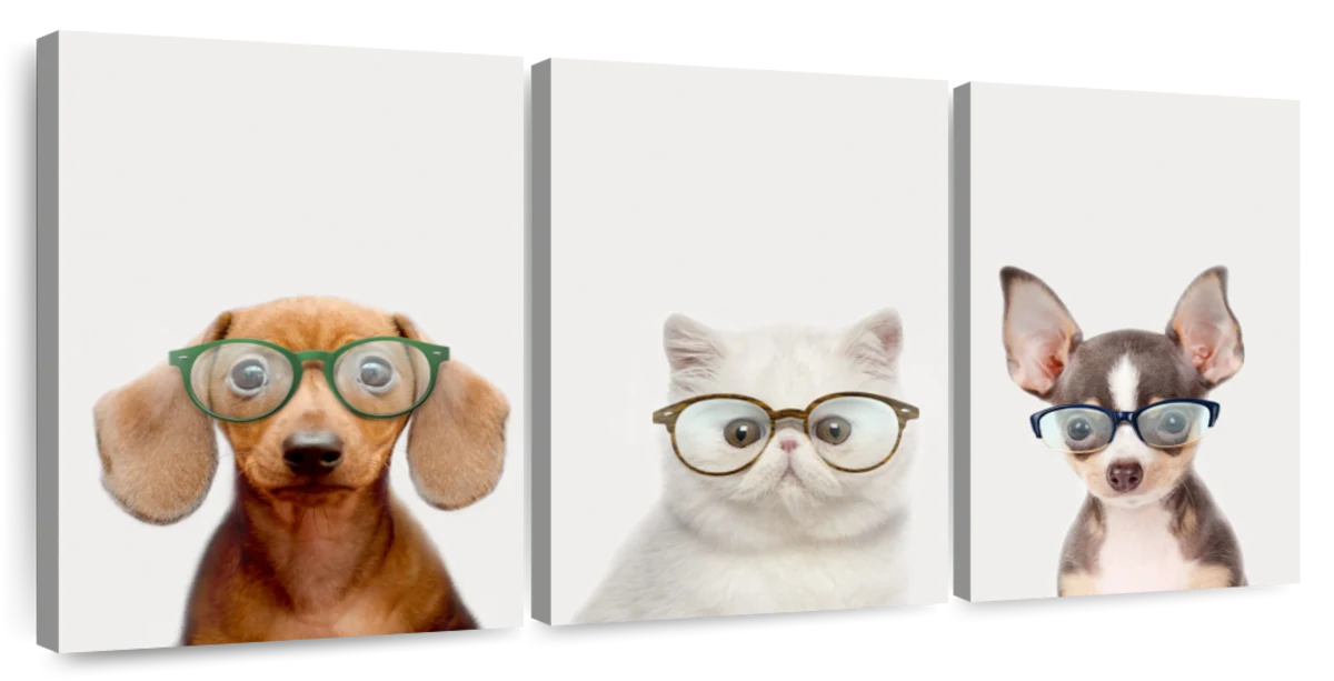 cute animals with glasses