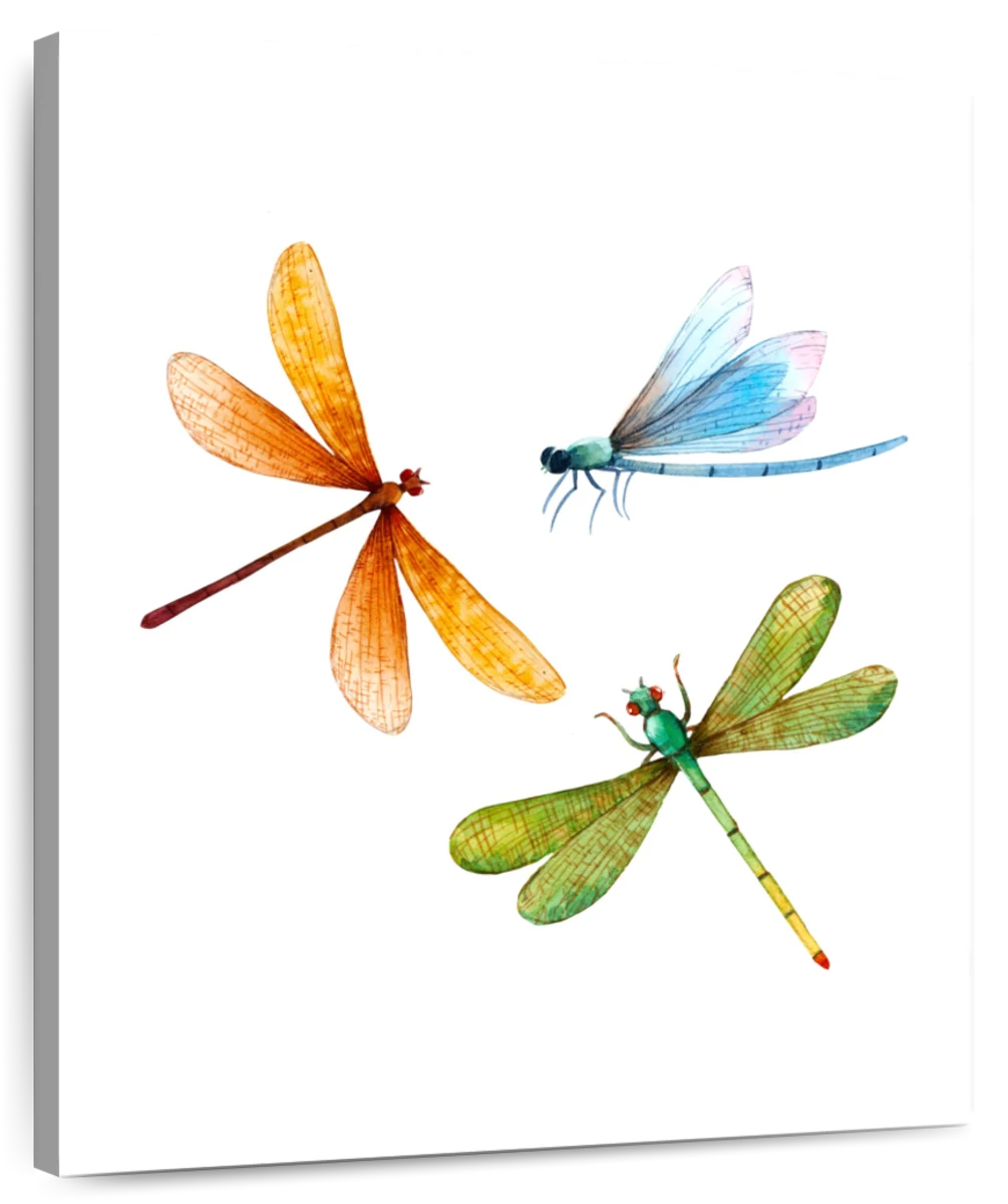 Colorful Dragonflies Wall Art | Watercolor