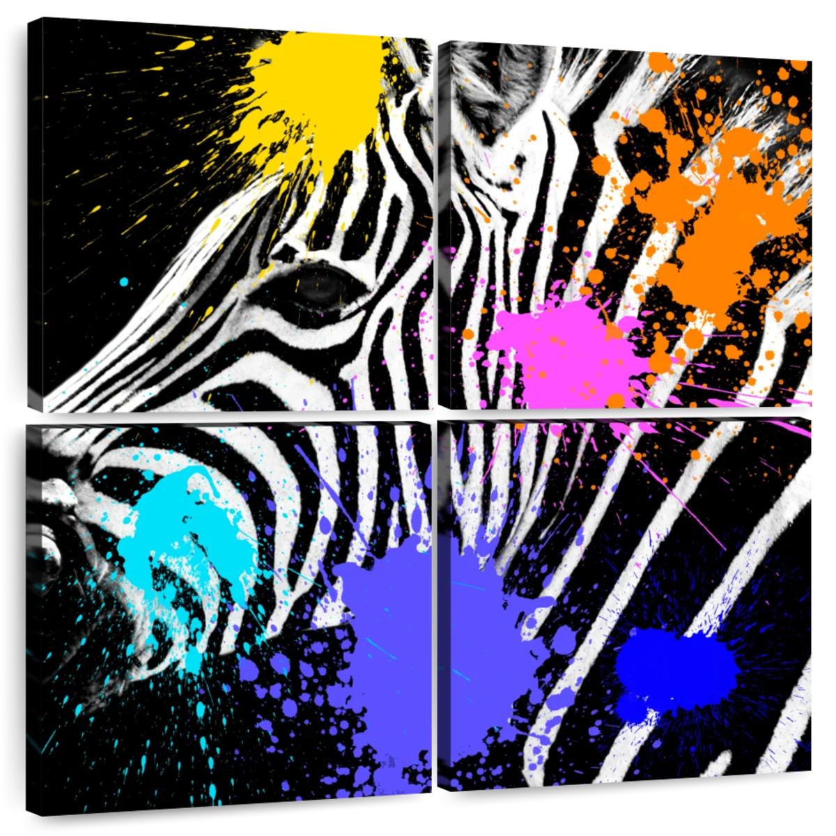 colorful zebra layouts