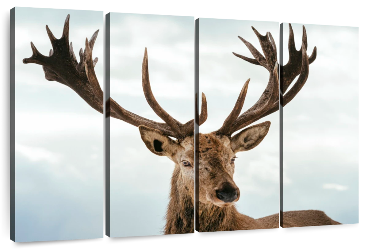 Mighty Deer Wall Art | Photography