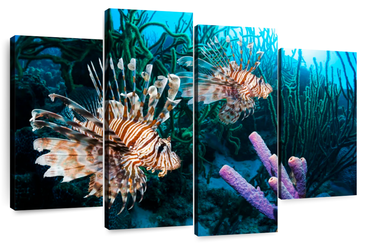 Lionfish Wall Art  Paintings, Drawings & Photograph Art Prints