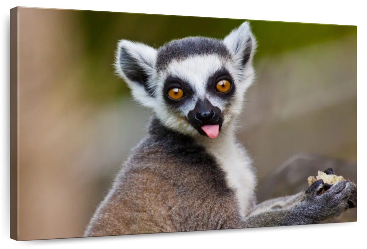 Ring-tailed Lemur. Lemur Catta For sale as Framed Prints, Photos, Wall Art  and Photo Gifts