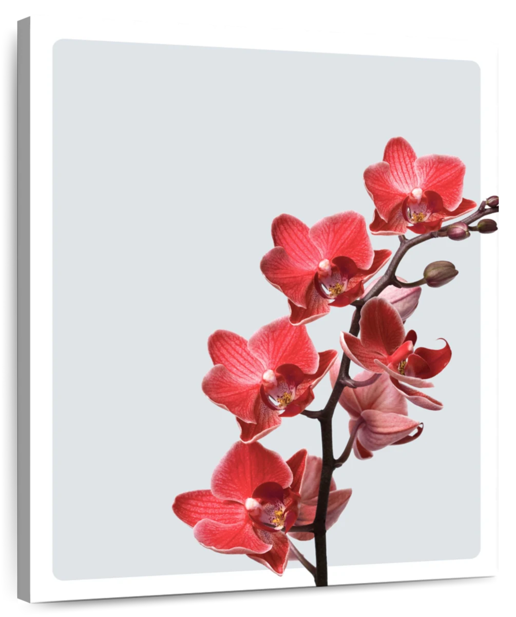 red orchid png