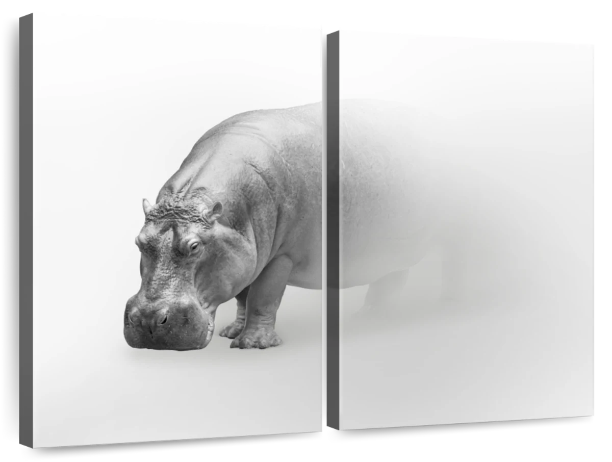 Prints & Hippo Photograph Wall Art Drawings Paintings, | Art