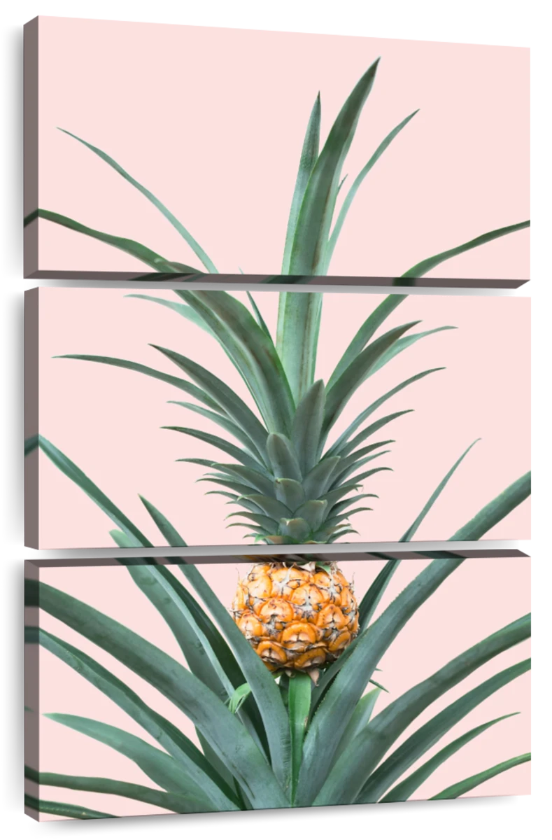 Wall 5 Photograph Page Prints Drawings | Art Art & Pineapple Paintings, -