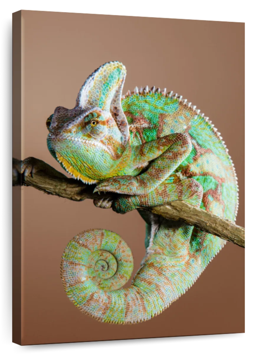 Designer Veiled chameleons for sale are the most colorful of all