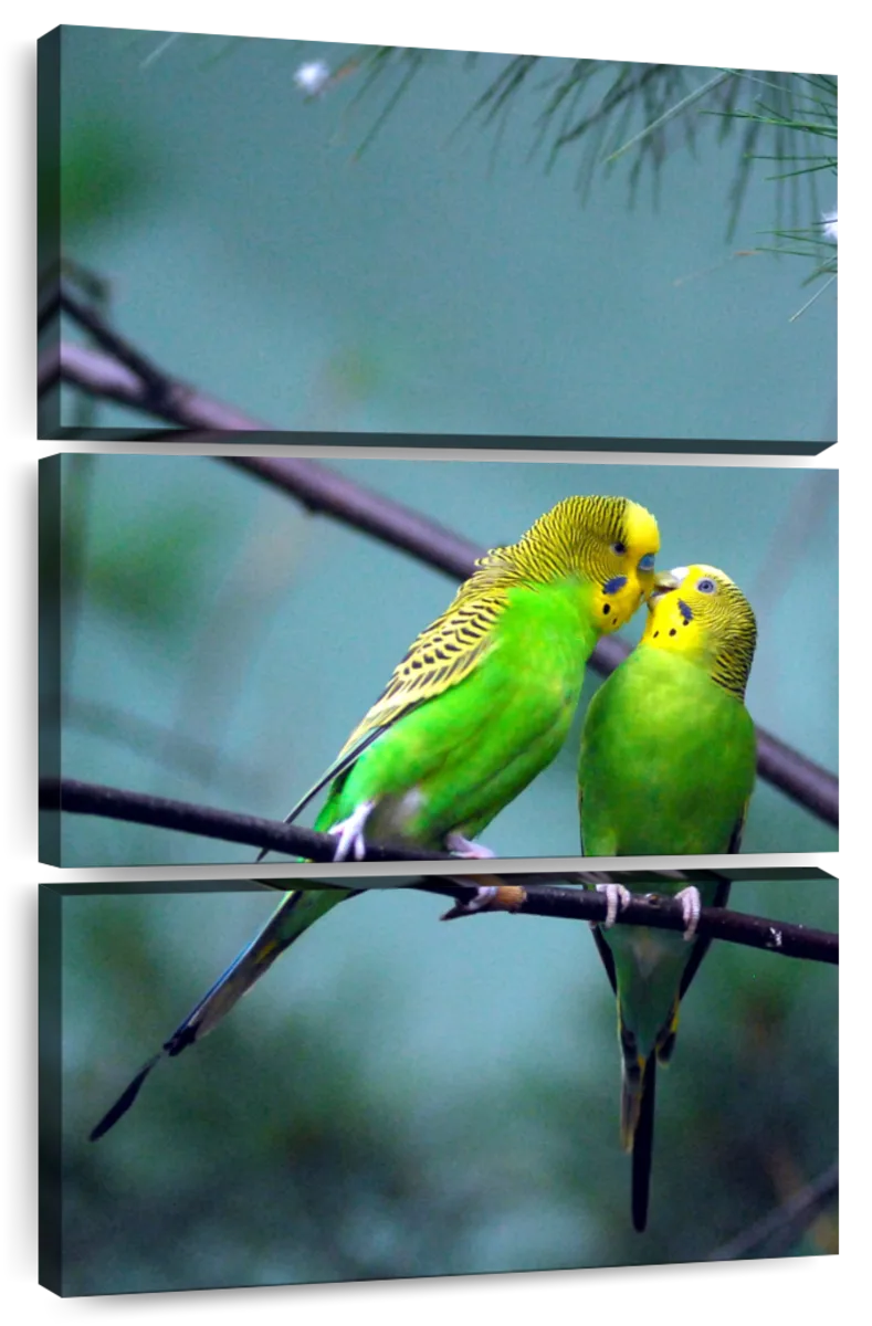 Budgerigar Wall Art  Paintings, Drawings & Photograph Art Prints