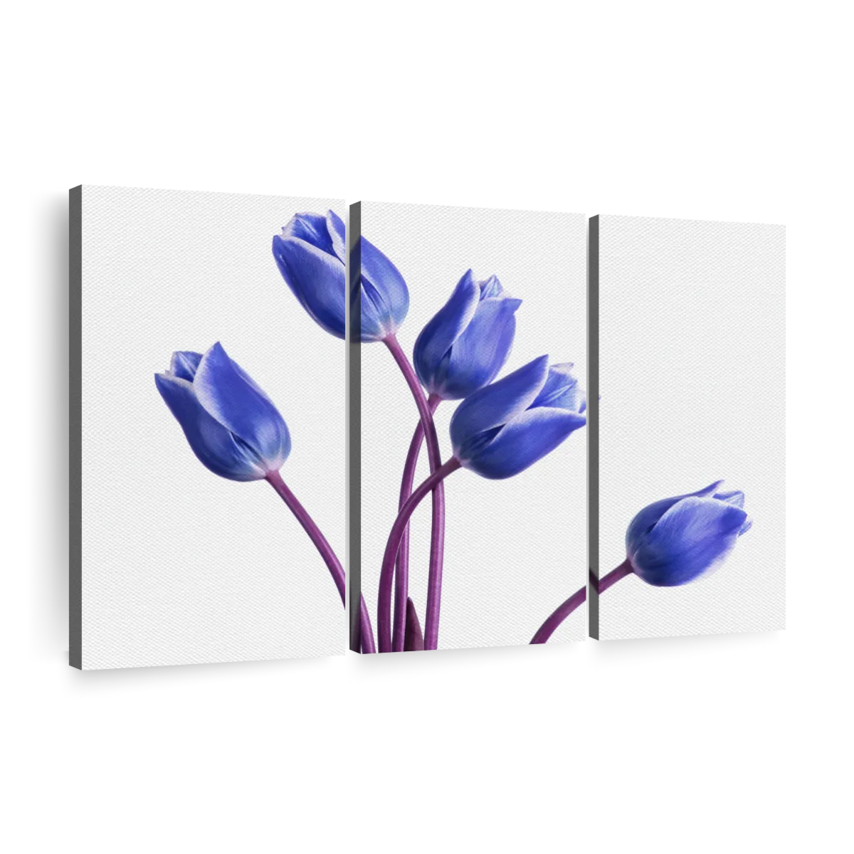 purple tulips png