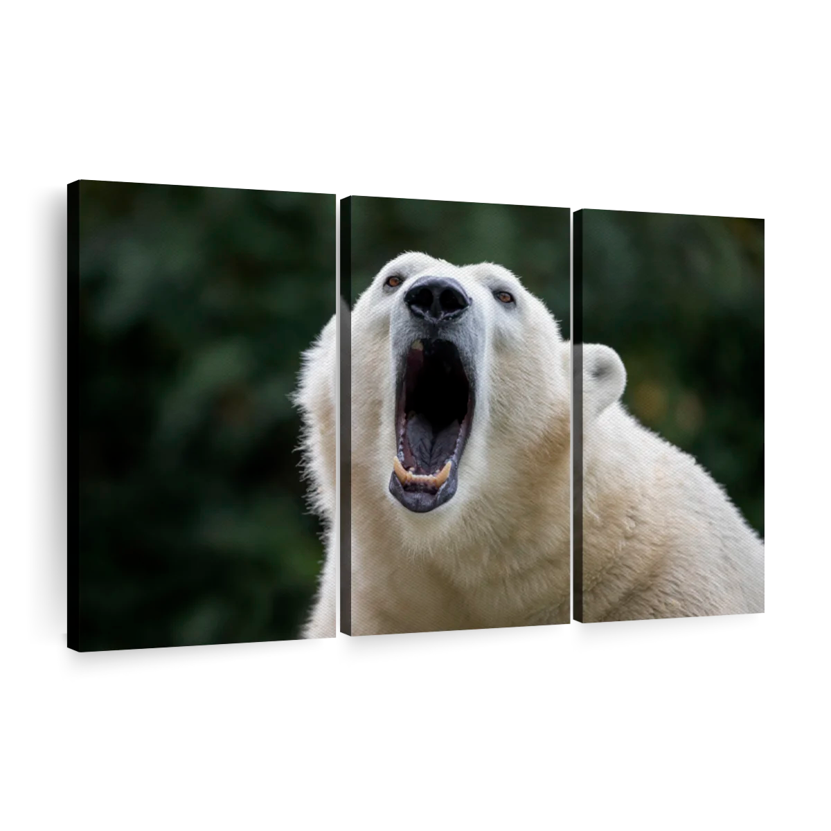 Polar Bear Cub Sitting and Roaring Wall Decal 