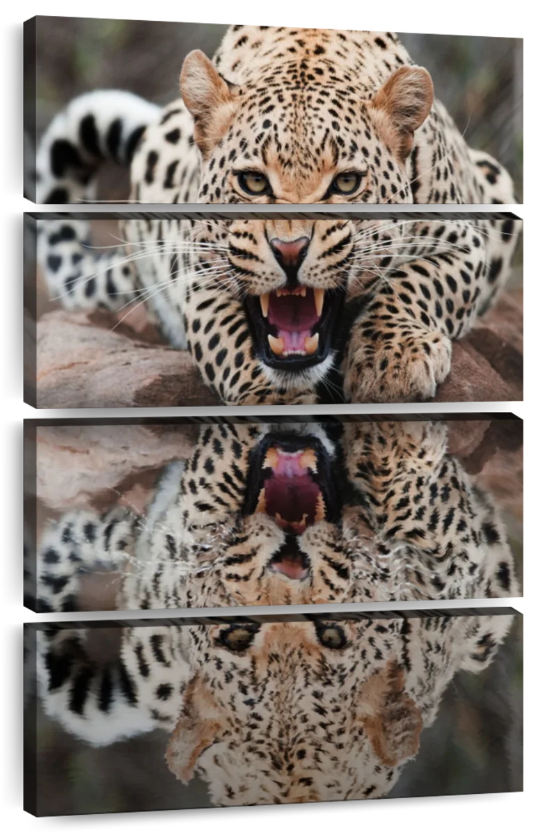 leopard growling