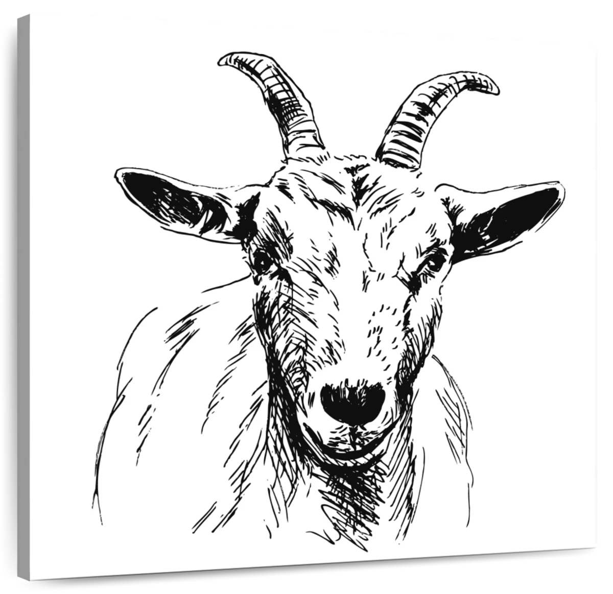 Goat Hand Drawn Vector Illustration Realistic Sketch Stock Vector -  Illustration of hair, animal: 174658083