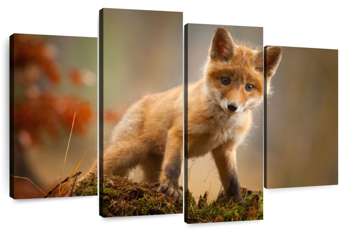 Baby Forest Fox Wall Art | Photography