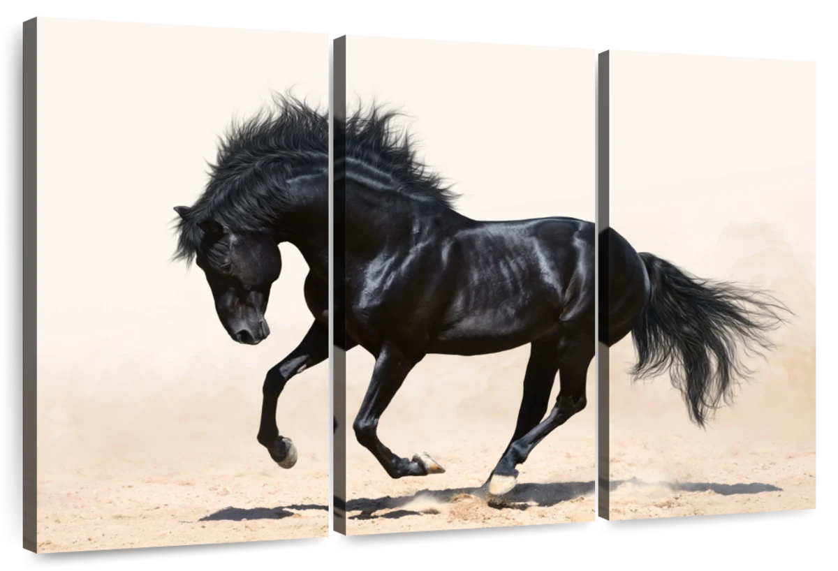 Black Stallion Wall Art | Photography