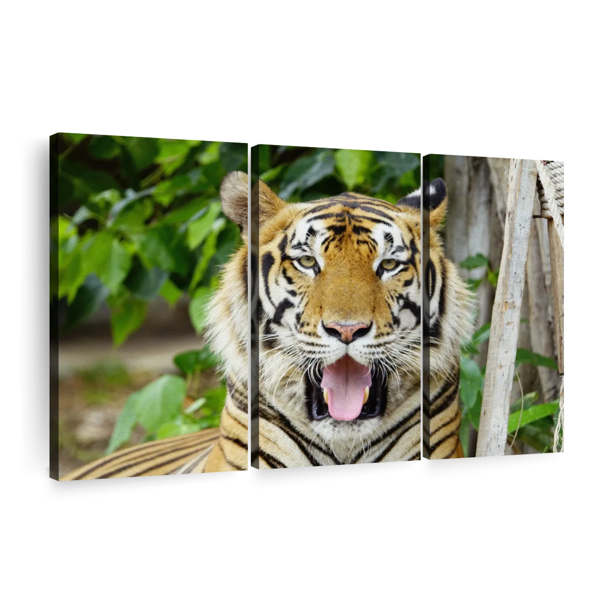 Tiger 8 Paintings, Drawings Page & Wall | Art Prints Photograph - Art White