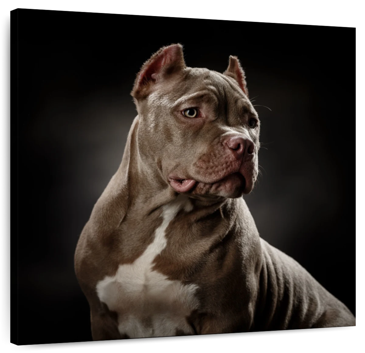 Bully Breed Pop Pet, Pitbull Art, Bully Breed Art, Pibble, Pitbull