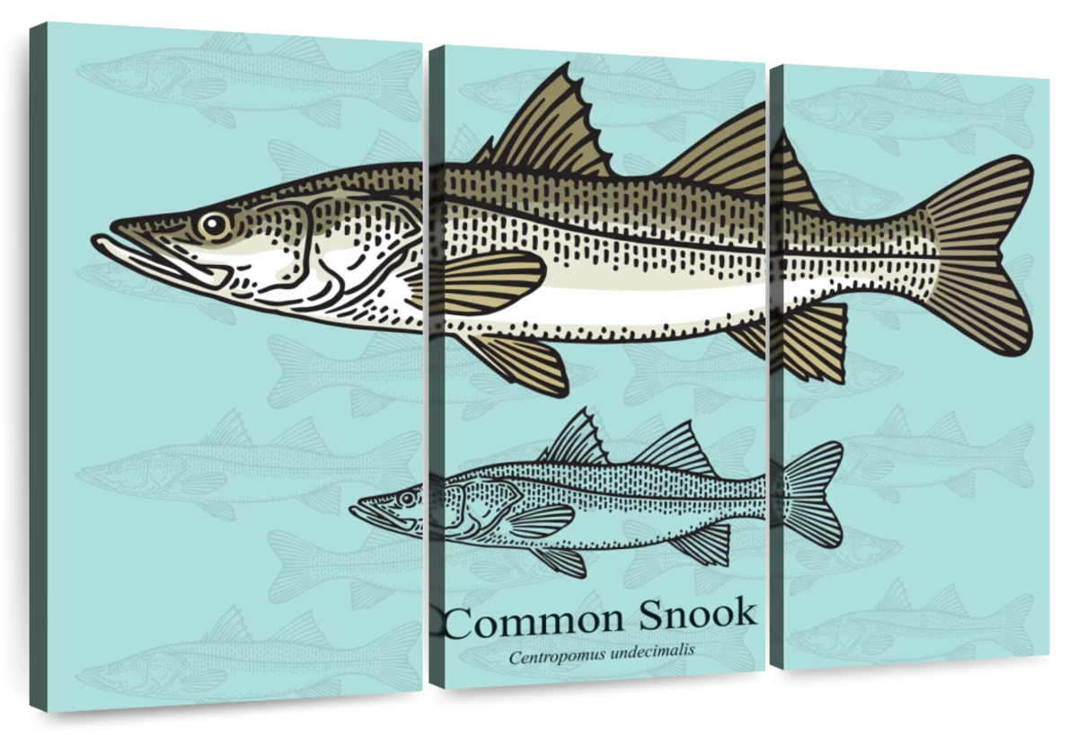 Snook Wall Art  Paintings, Drawings & Photograph Art Prints