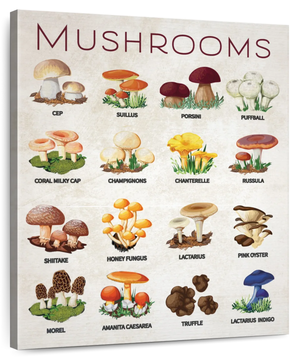 Bathroom Mushroom Identification