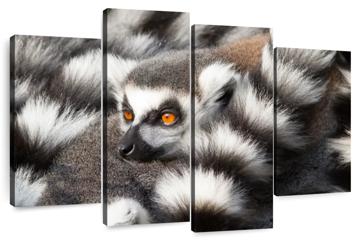 Lemurs Staying Warm Wall Art