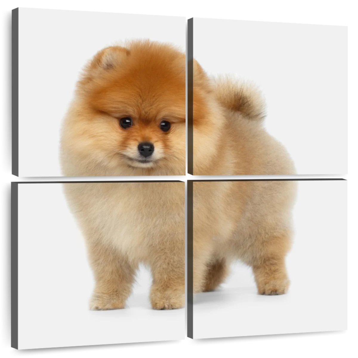 pomeranian dogs art