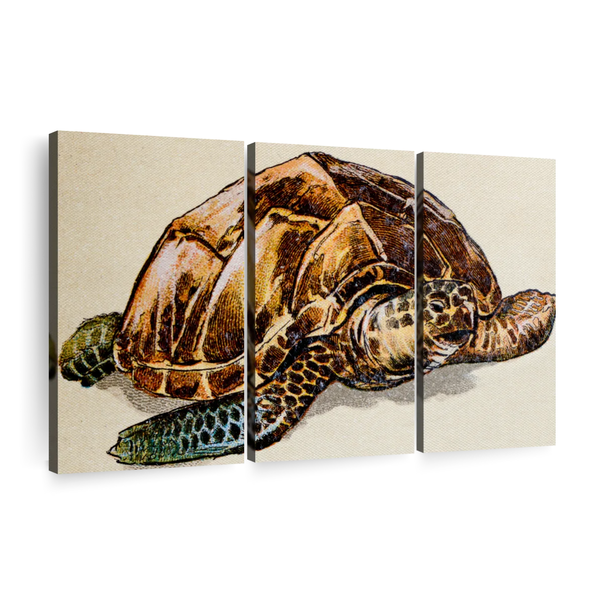 hawksbill turtle drawing