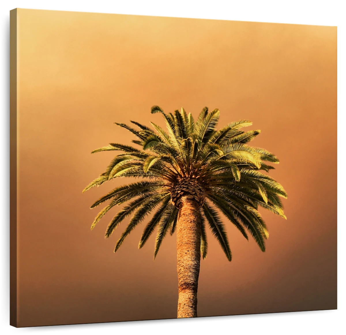 Dusky Palm Tree Wall Art | Photography