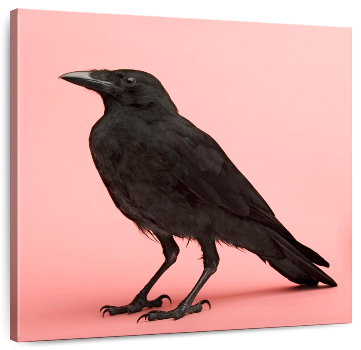 crows art