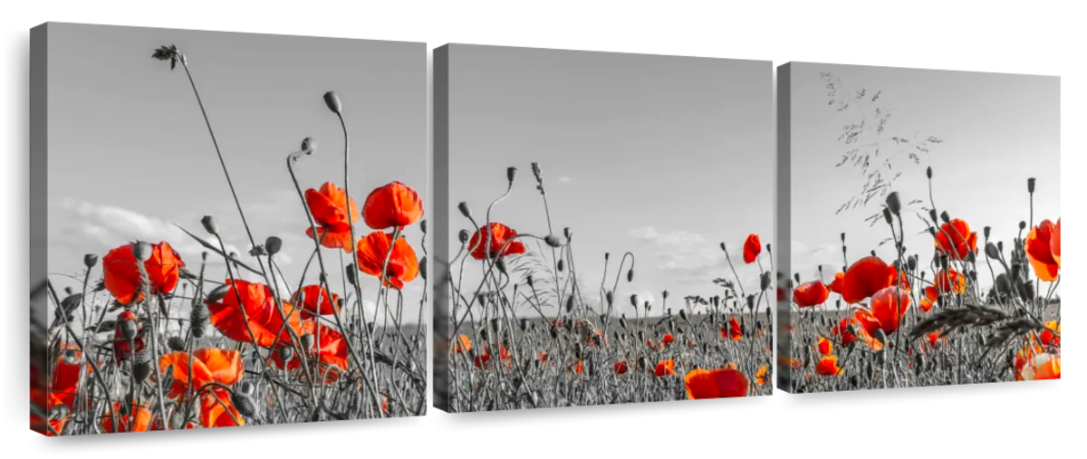 Lovely Poppy Field Wall Art | Photography | by Melanie Viola