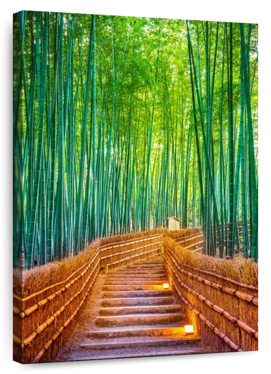 bamboo forest path