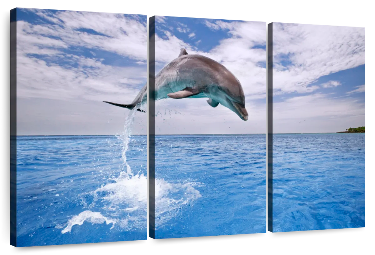 Impressive Dolphin Jump Wall Art | Photography