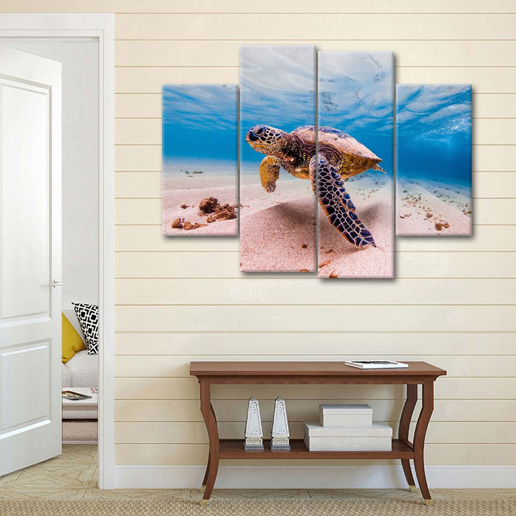 Sandy Turtle Wall Art | Photography