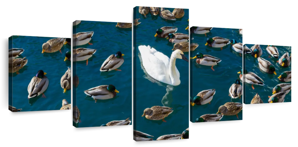 Ducks Around The Swan Wall Art | Photography