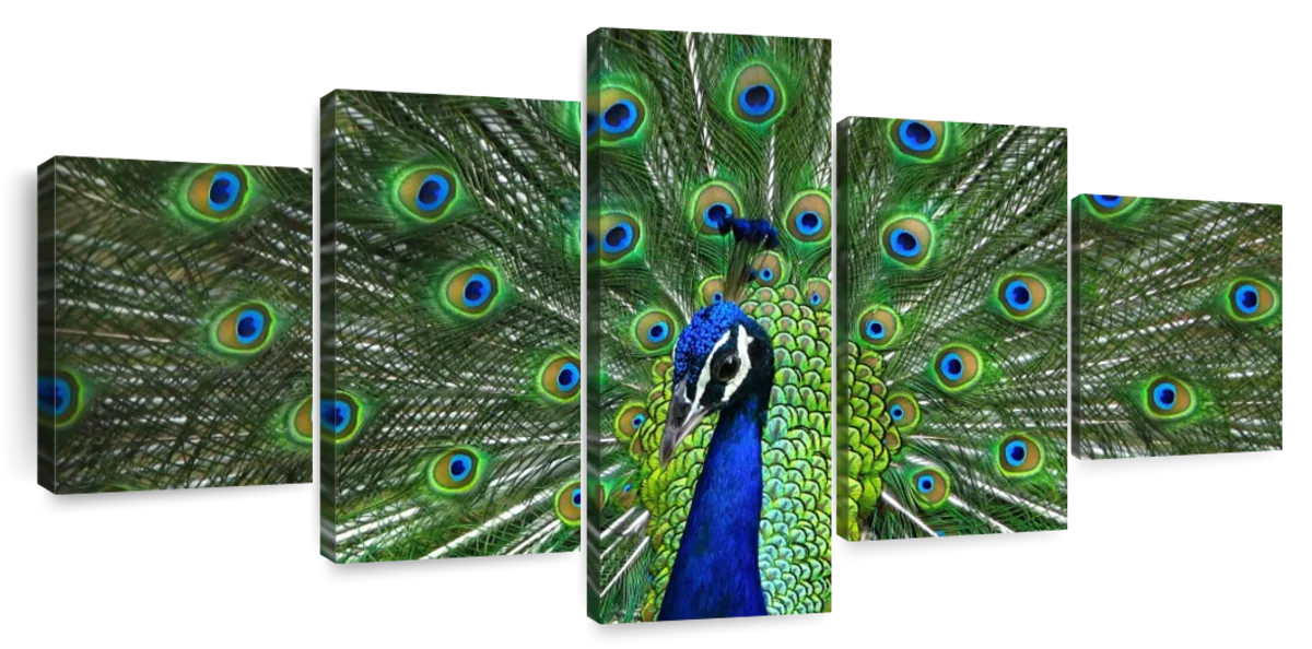 Peacock Displaying Its Colorful Feathers Art Print