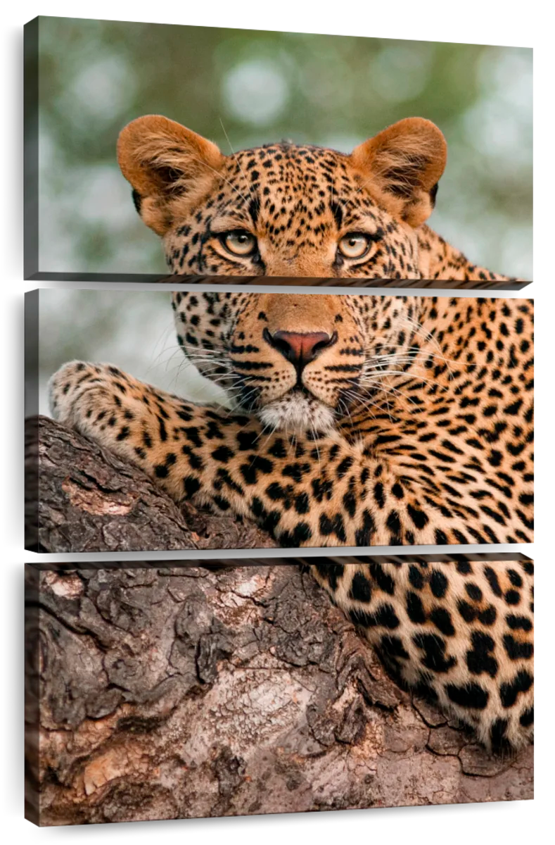Striking Leopard Wall Art | Photography