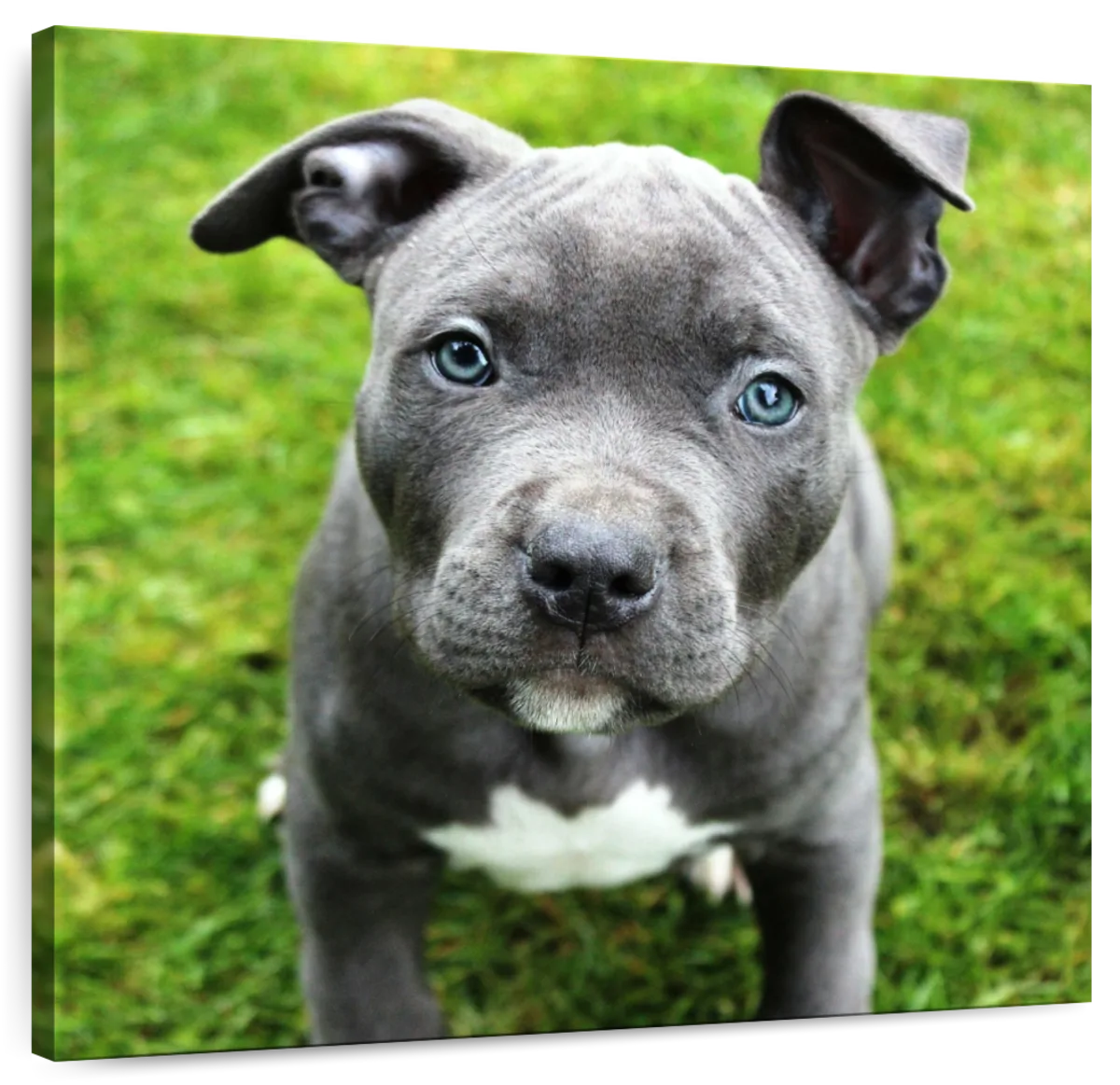 grey red nose pitbull puppies