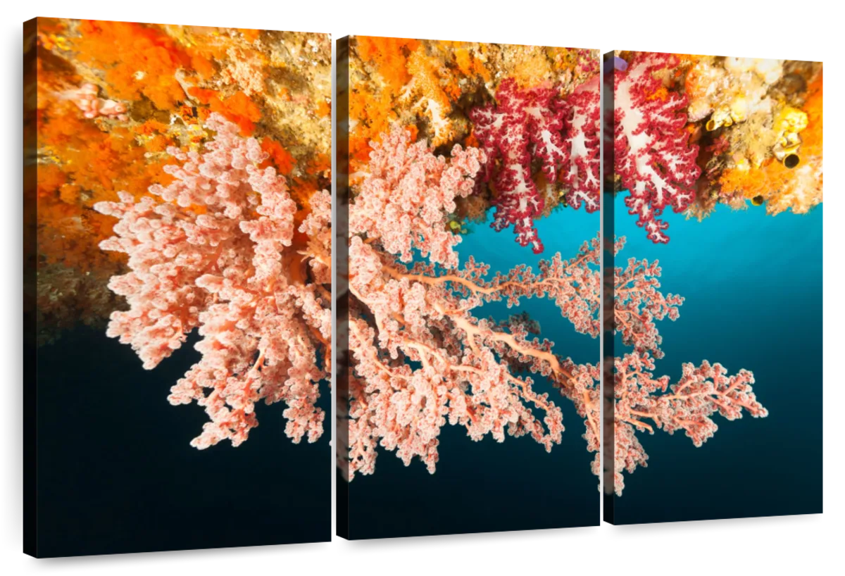 Soft Corals Wall Art | Photography