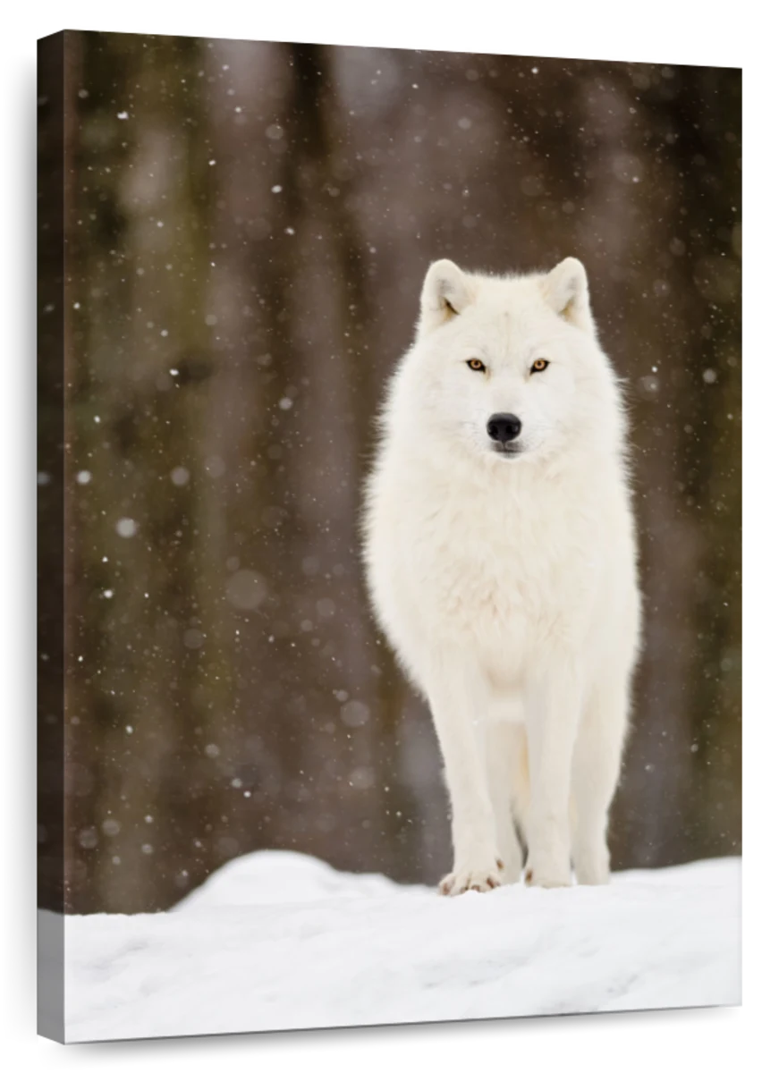 brown arctic wolves