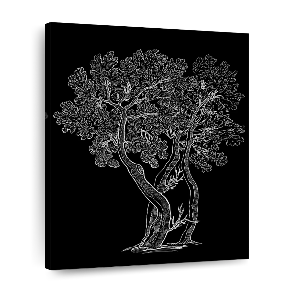 oak tree black and white drawing