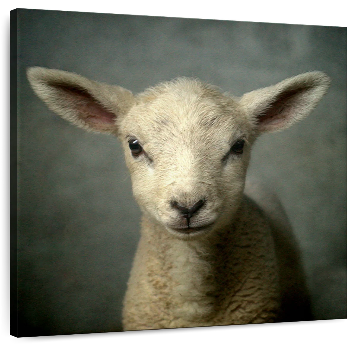 newborn black lamb