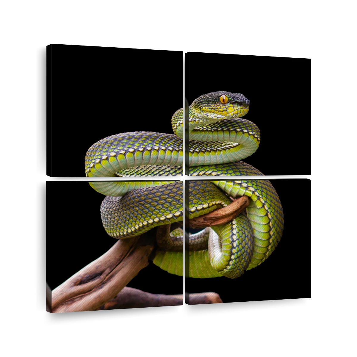 16,451 Snake Print Stock Photos, High-Res Pictures, and Images
