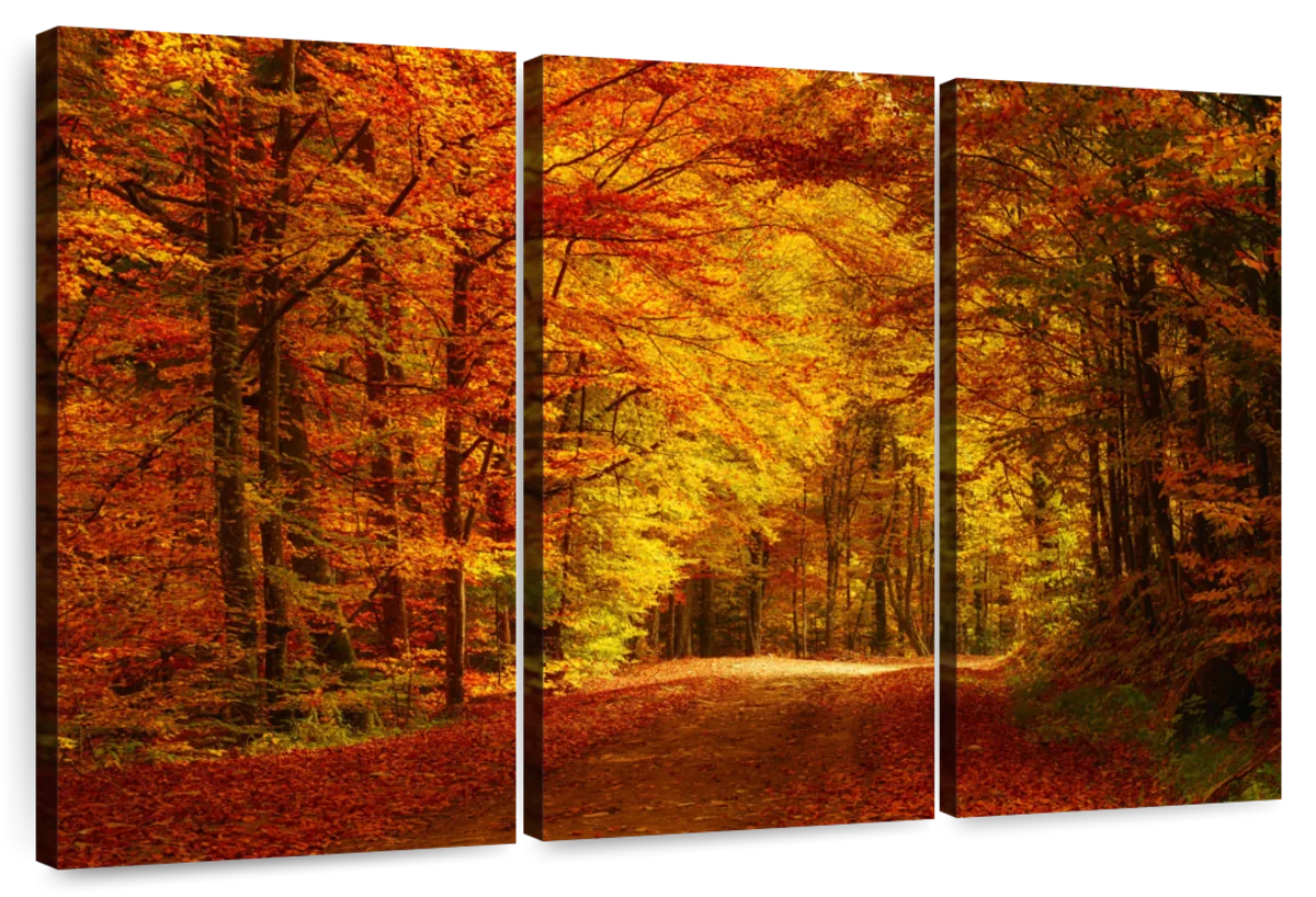 Forest Autumn Trees Wall Art Canvas Prints | Photography