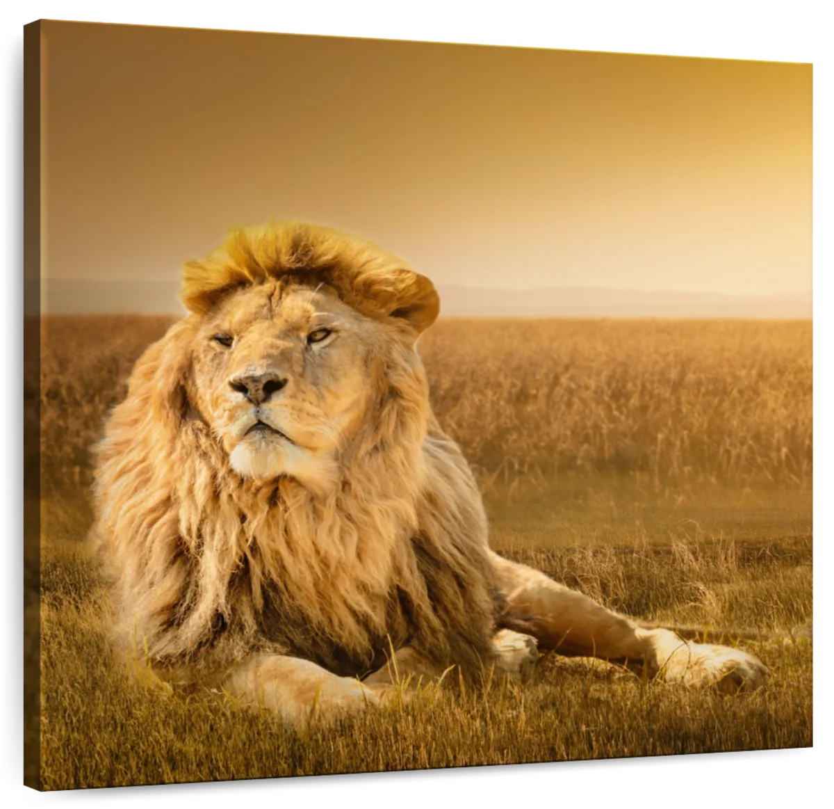 Glorious Lion In Safari Wall Art | Photography