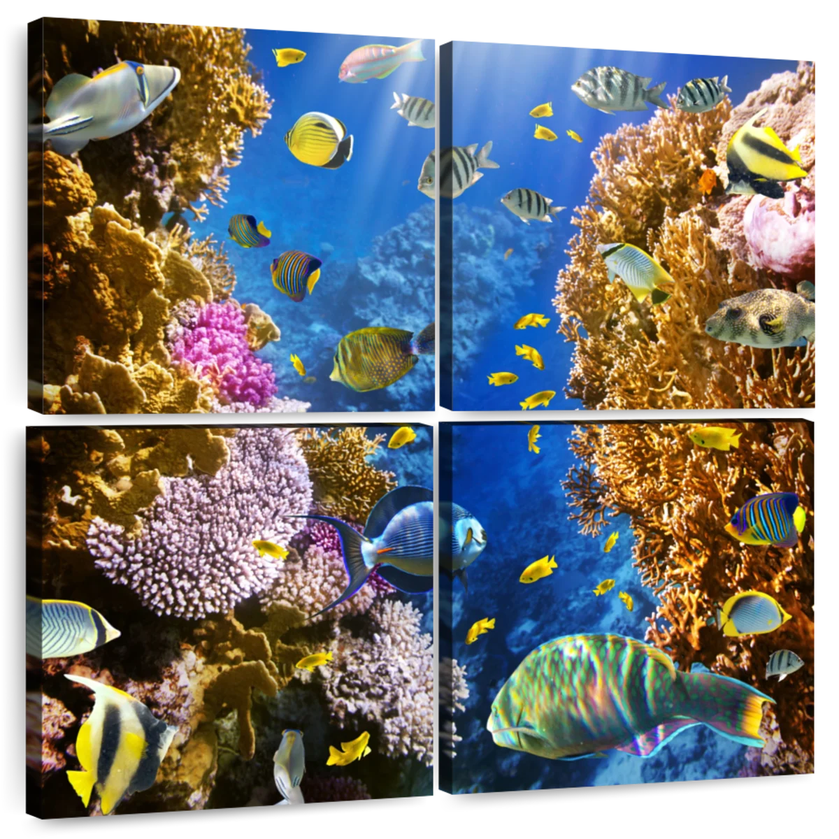 Coral Reef Colony Wall Art | Photography