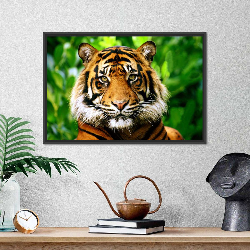 Sumatran Tiger Gaze Wall Art | Photography