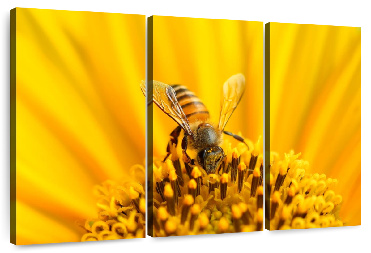 https://cdn.shopify.com/s/files/1/1568/8443/products/cx8_es_cpf_layout_3_horizontal_bee-on-sunflower-3-piece-wall-art.webp?v=1669131979